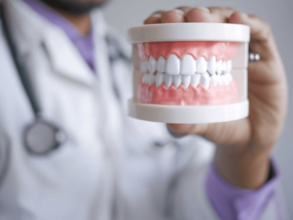Modelo odontológico com arcadas dentárias e gengivas artificiais, utilizado para demonstrar a anatomia dos dentes e tratamentos protéticos.